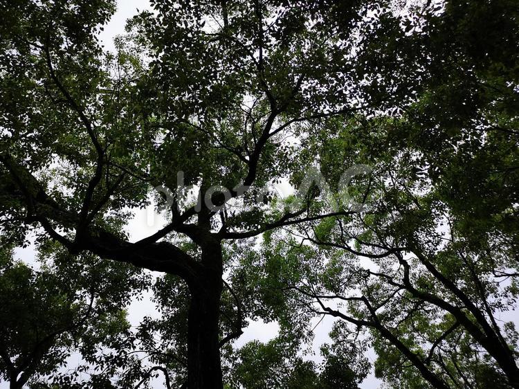 公園の樹木 木,木材,葉の写真素材