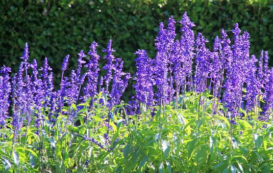 鮮やかな紫の秋咲きラベンダーの花 鮮やかな紫の秋咲きラベンダーの花 ラベンダー,秋咲き,花の写真素材