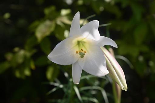 ユリの花もほとんど咲きました ユリの花もほとんど咲きました ユリ,テッポウユリ,屋外の写真素材