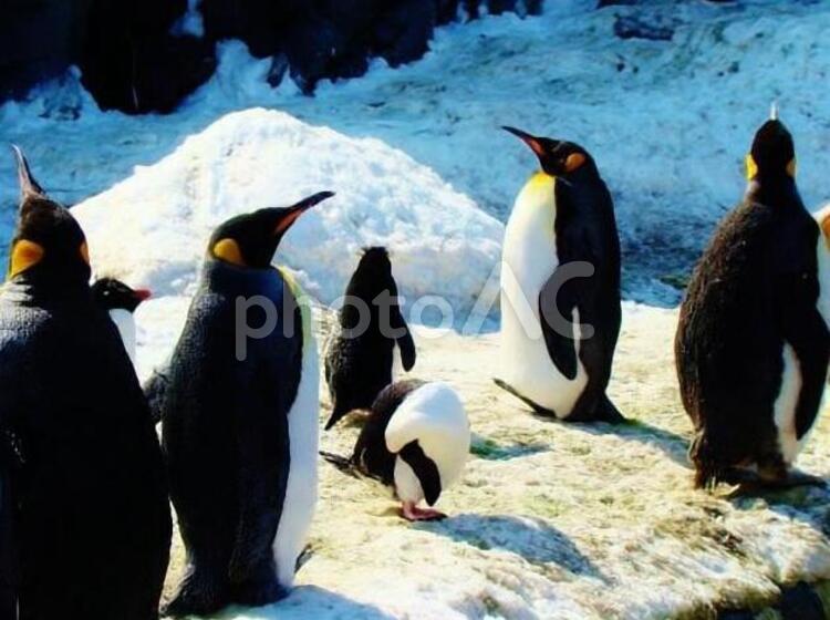 イメージ素材　ペンギンの群れ ペンギン,野生動物,動物園の写真素材