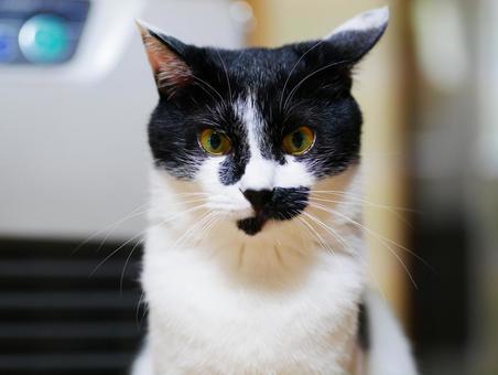 見つめる猫 見つめる猫の写真