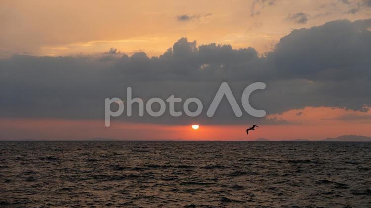 夕日と共に舞う鳥たちの静かな瞬間 夕日,沈む,鳥の写真素材