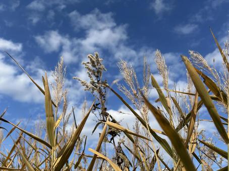 青空（秋）とススキ 北海道,秋,ススキの写真素材