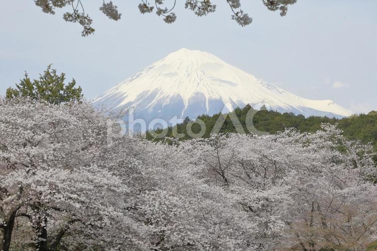 春の青空に映える満開の桜と富士山 桜,富士山,春の写真素材