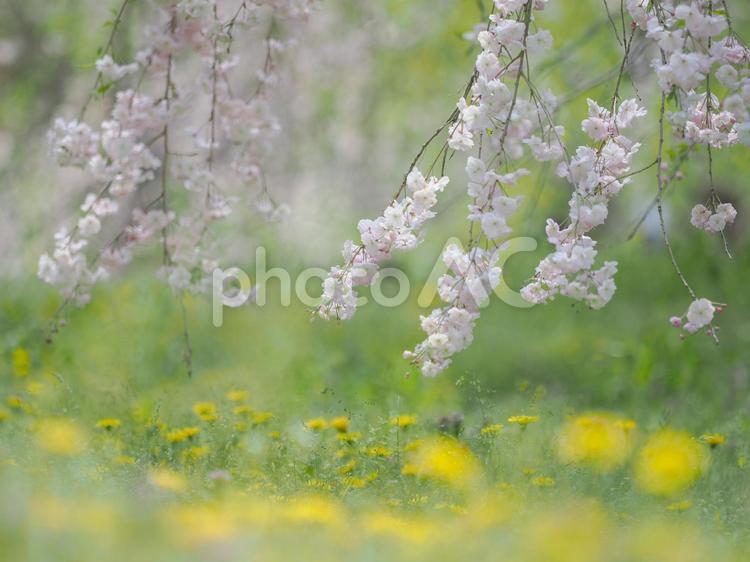 桜とたんぽぽ 桜,さくら,たんぽぽの写真素材