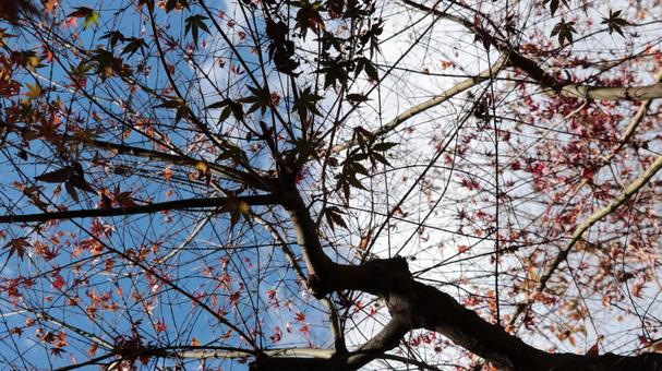 ネイチャーデザイン、紅葉の風 ネイチャーデザイン、紅葉の風の写真
