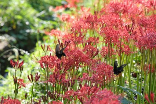 土手に咲く彼岸花とクロモンシロチョウ 土手に咲く彼岸花とクロモンシロチョウの写真