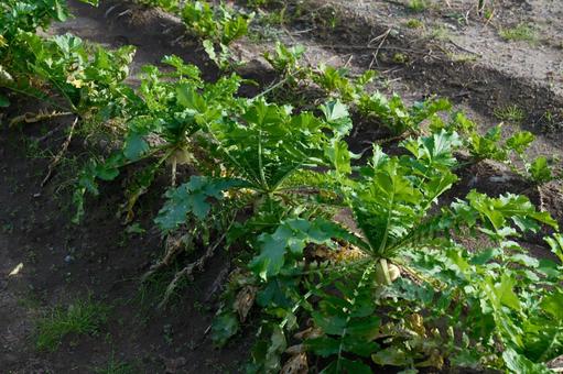 大根畑 大根,畑,家庭の写真素材