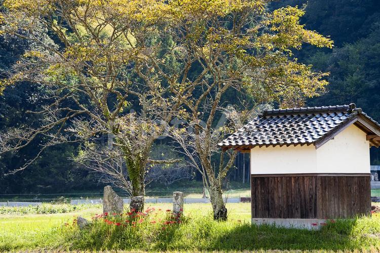 小さなお堂と彼岸花 彼岸花,曼珠沙華,お堂の写真素材