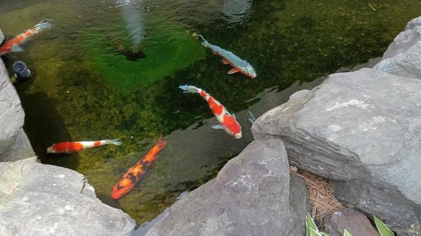 泳ぐ宝石錦鯉 泳ぐ宝石錦鯉 鯉,錦鯉,泳ぐの写真素材