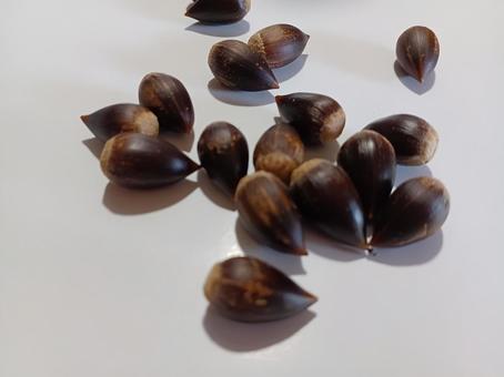 どんぐりころころ（スダジイ ） どんぐり,実,秋の写真素材