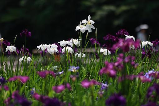 花菖蒲 花菖蒲の写真