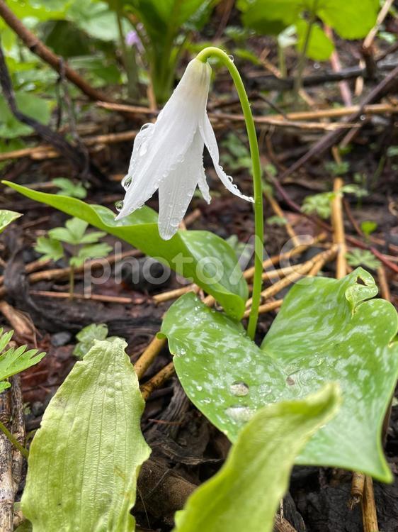 白いカタクリの花　スプリングエフェメラル カタクリ,春の花,スプリングの写真素材