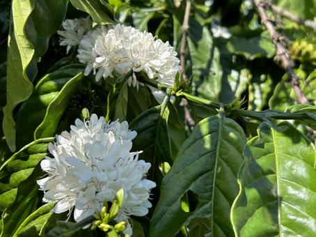 コーヒーチェリーの花 コーヒーチェリーの花 ベトナムダラット,コーヒー畑,コーヒーチェリーの写真素材