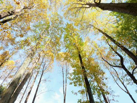 ユリノキの紅葉を見上げるの写真