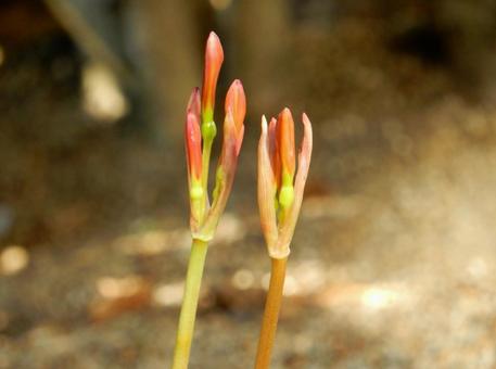 【花の写真】庭のキツネノカミソリの蕾 【花の写真】庭のキツネノカミソリの蕾の写真