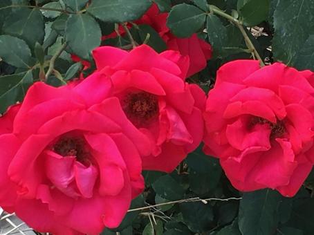 薔薇 薔薇の写真