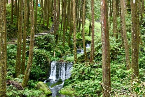台湾 阿里山 国家森林遊楽区 台湾 阿里山 国家森林遊楽区の写真