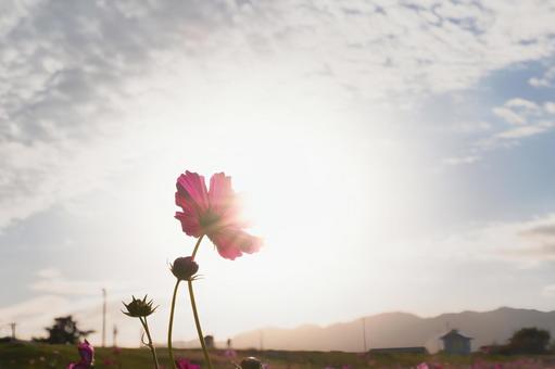 逆光に透ける秋桜と山並みの美しい夕暮れ コスモス,秋桜,花の写真素材