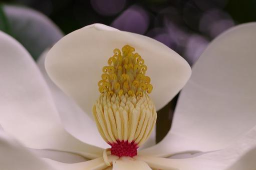 泰山木 タイサンボク 白い花 泰山木 タイサンボク 白い花 泰山木,タイサンボク,白い花の写真素材