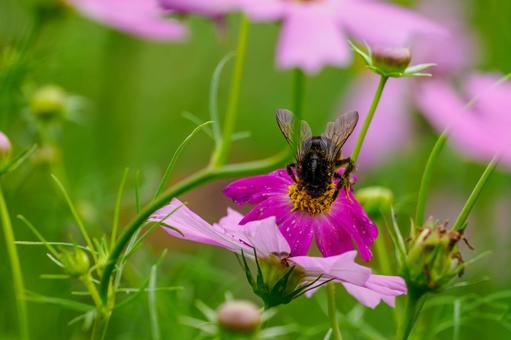 コスモスとクロマルハナバチ⑵ コスモスとクロマルハナバチ⑵ 花,コスモス,蜂の写真素材