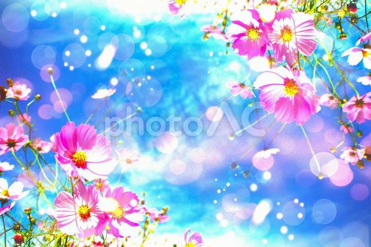 秋空とコスモスのある風景素材 コスモス,秋,花の写真素材