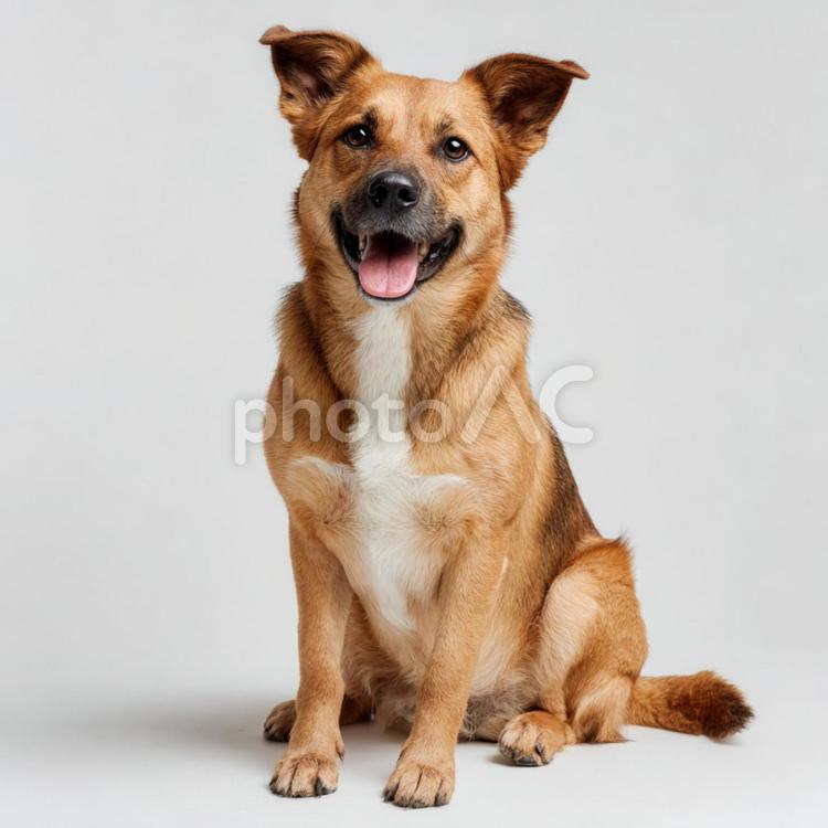 おすわりする茶色の犬 犬,わんこ,ワンちゃんの写真素材