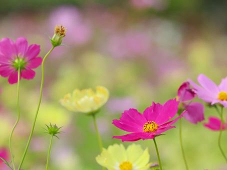 Cosmos, JPG