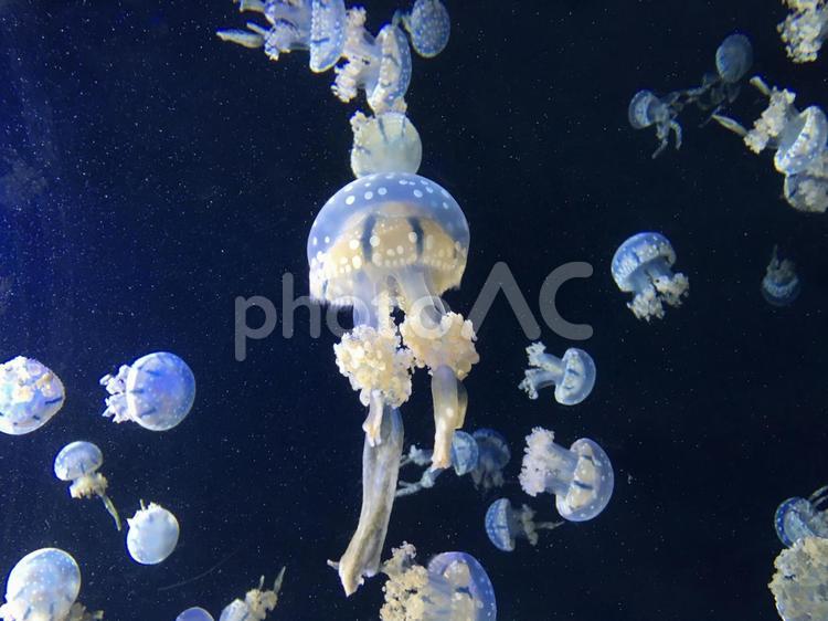 水槽の中で泳ぐ美しいクラゲ クラゲ,海月,幻想的の写真素材