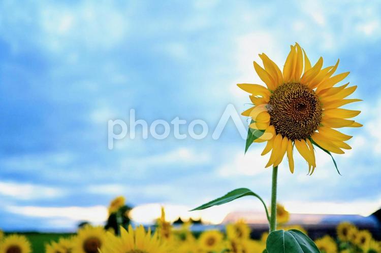 夏の空とひまわりのハーモニー ひまわり,花畑,夏の写真素材