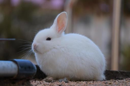Photo, rabbit, baby, animal, 