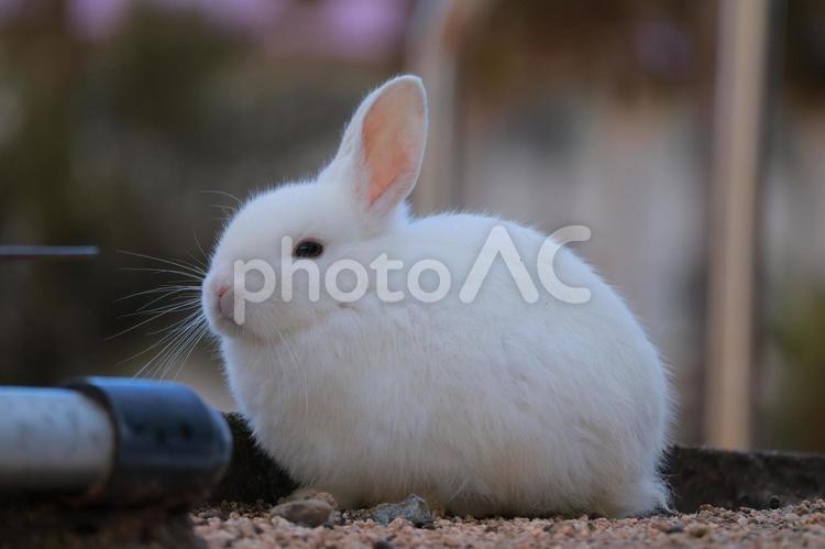 ウサギの赤ちゃん ウサギ,うさぎ,兎の写真素材