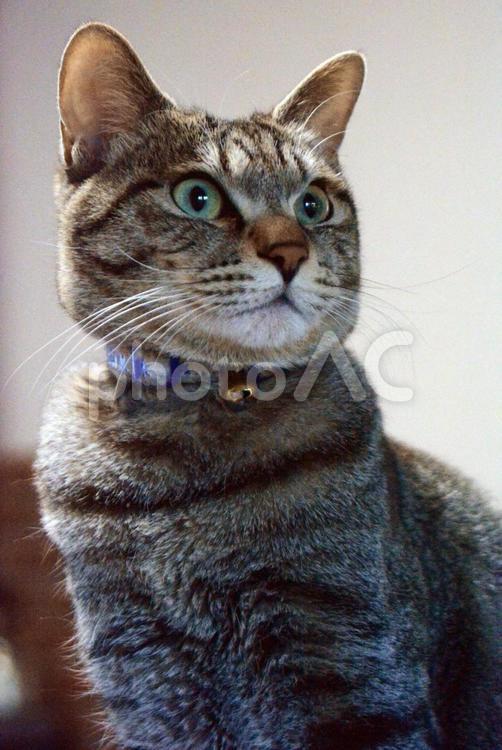 猫 生き物,きじとら,耳の写真素材