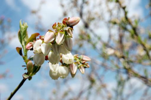 春の日差しに蕾が膨らむブルーベリーの花 春の日差しに蕾が膨らむブルーベリーの花 ブルーベリー,青空,白い雲の写真素材