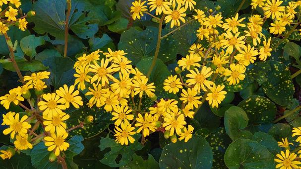 秋に咲く花・ツワブキ 秋に咲く花・ツワブキ 花,秋の花,ツワブキの写真素材