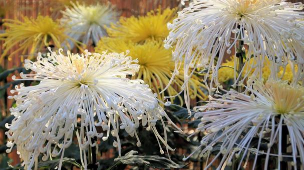 楽寿園の菊まつりにて 菊,秋,花の写真素材
