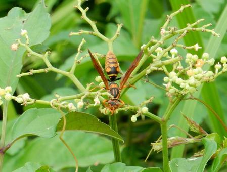 【昆虫写真】アシナガバチ(脚長蜂) 【昆虫写真】アシナガバチ(脚長蜂)の写真
