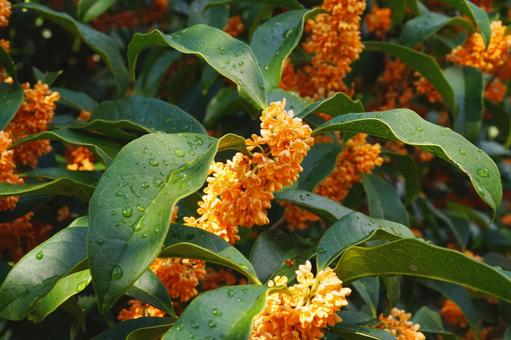 雨に濡れたキンモクセイ4 キンモクセイ,金木犀,甘い匂いの写真素材