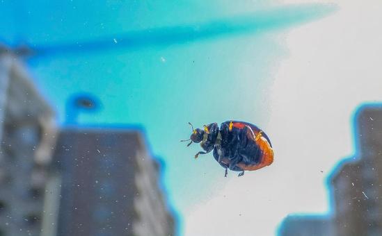 Photo, ladybird, cute, natural, 