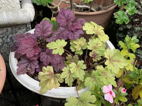 紫色の葉っぱ 紫色の葉っぱの写真