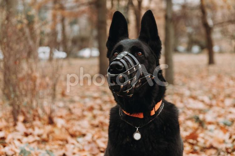 マズルガードをしているシェパード シェパード,犬,首輪の写真素材