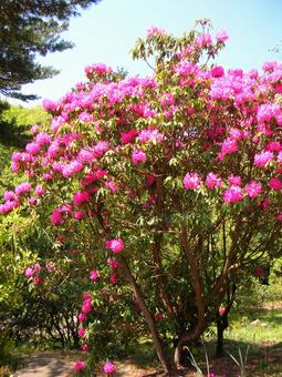 ピンクの花 ピンクの花の写真
