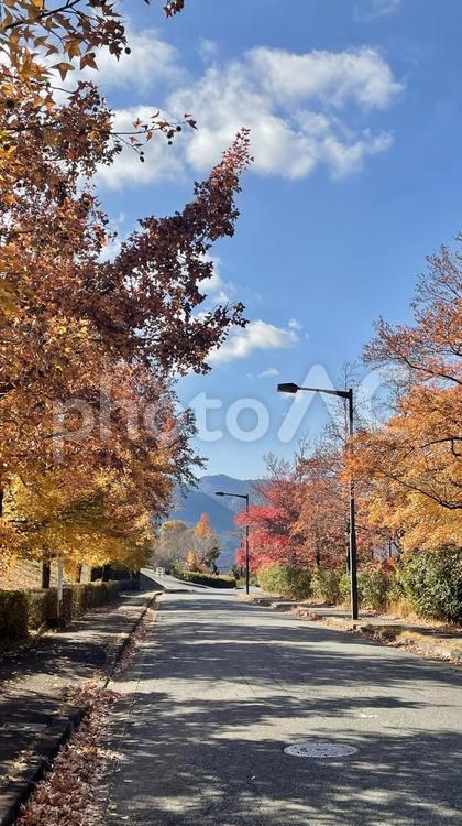 秋のポプラ並木① 秋,紅葉,ポプラの写真素材