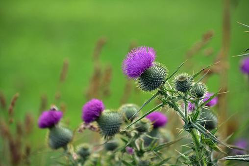Purple thistle Hokkaido summer, JPG Purple thistle Hokkaido summer, JPG