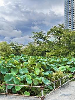 上野公園 東京都台東上野 蓮 上野公園 東京都台東上野 蓮の写真