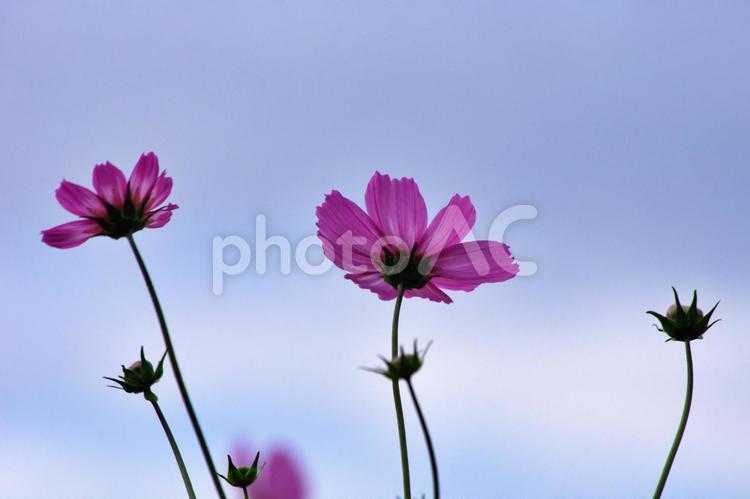 公園のコスモス 公園のコスモス コスモス,秋桜,かわいいの写真素材
