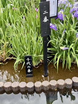 堀切菖蒲園　曇り空の下花菖蒲が咲き誇る 癒し,壁紙,花畑の写真素材