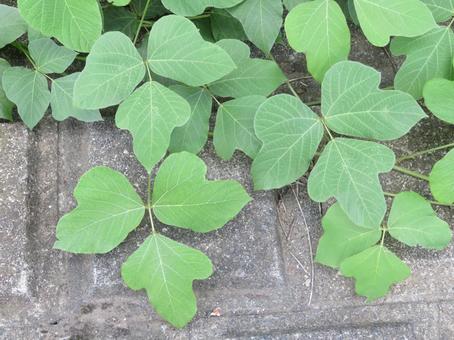 Photo, kudzu, concrete, leaf, 
