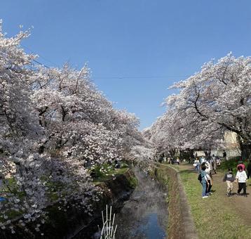 川沿いの桜1 川沿いの桜1の写真