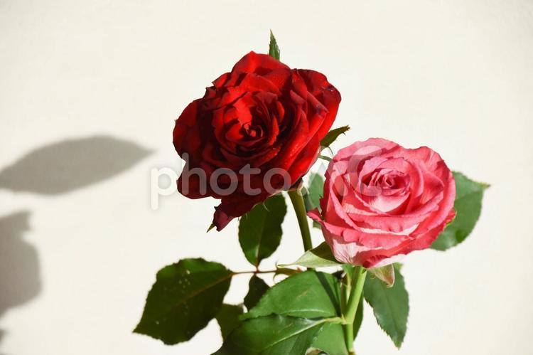 赤とピンクのばら ピンク,薔薇,赤い薔薇の写真素材